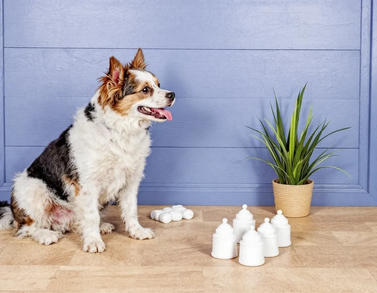Guide complet pour choisir la toiture chien-assis parfaite pour votre maison